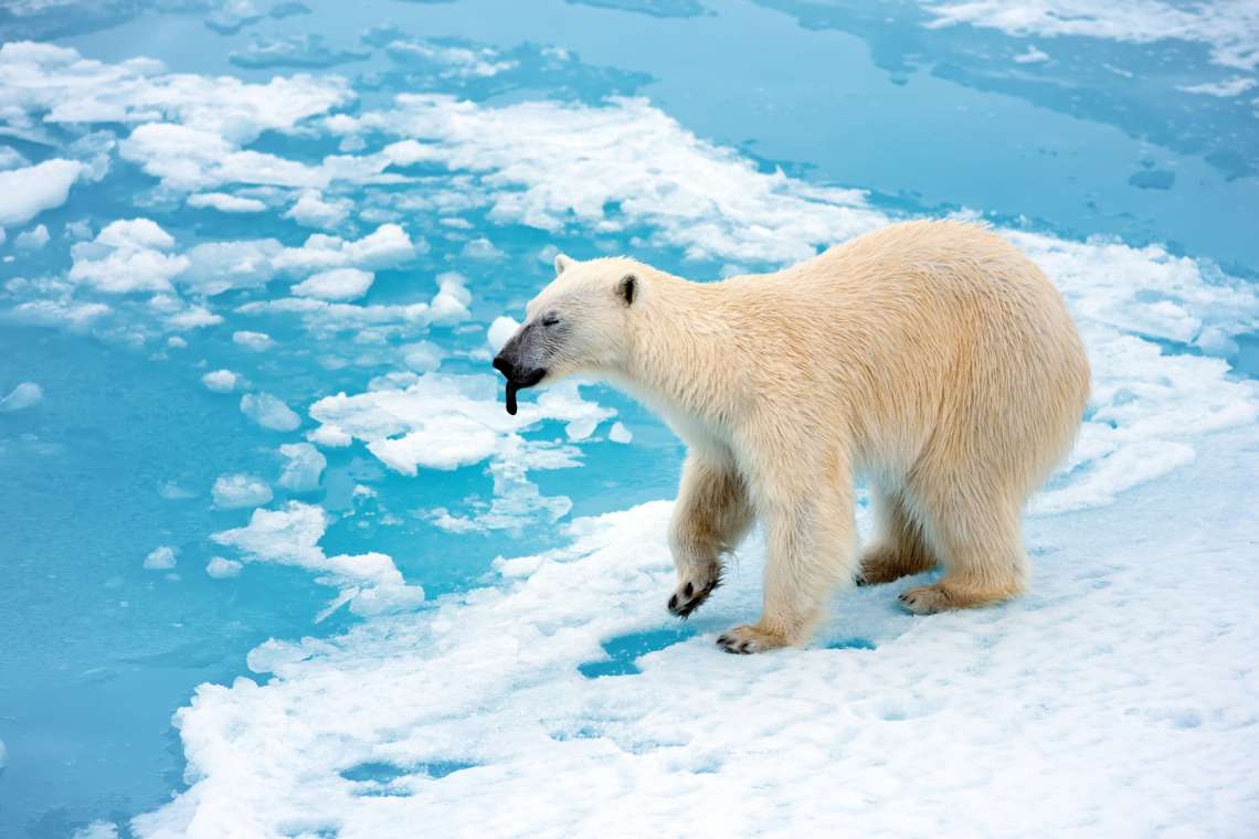 documenting-koryak-endangered-languages-and-the-legacy-of-arctic