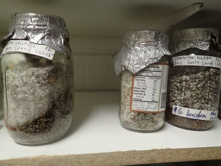 The Wild and Un\/natural Science of Psilocybin Mushrooms in ...