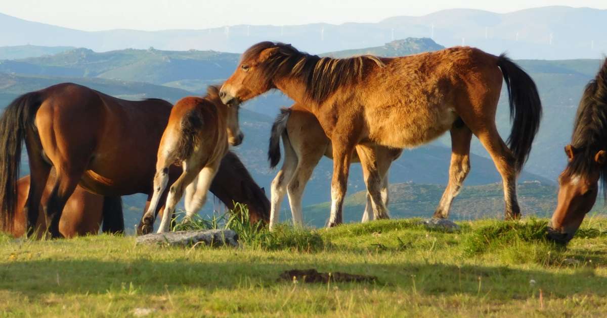 Social Distancing A Multispecies Perspective Society For Cultural 