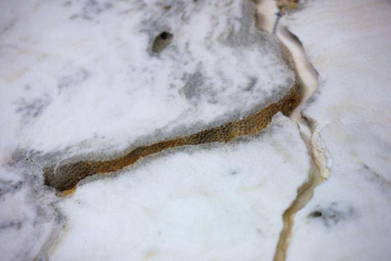 Calcium Carbonate Society for Cultural Anthropology