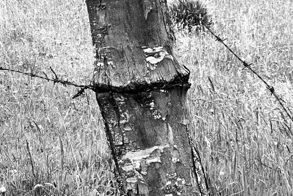 Recalibrating Listening Of Trees as Subjects of Pain Society for